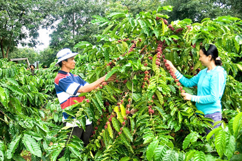Tài nguyên đất ở Tây Nguyên ngày càng bị thoái hóa nghiêm trọng